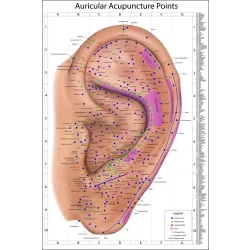 The Auricular Acupuncture Points Ear Diagram System ANATOMICAL ANATOMY CHART PREMIUM POSTER