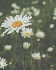 Nature - Flowers etc