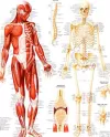 Health Medical