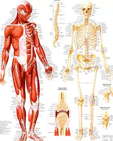Health Medical