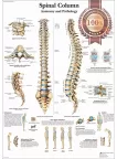 ANATOMICAL SPINAL COLUMN DIAGRAM HUMAN CHART SPINE ANATOMY PRINT PREMIUM POSTER