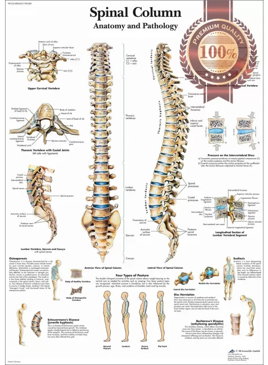 ANATOMICAL SPINAL COLUMN DIAGRAM HUMAN CHART SPINE ANATOMY PRINT PREMIUM POSTER