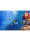 UNDERWATER CORAL REEF WITH FISH SCENE PHOTO WALL ART PRINT - PREMIUM POSTER UNDERWATER CORAL REEF WITH FISH SCENE PHOTO WALL ART PRINT - PREMIUM POSTER