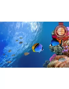 UNDERWATER CORAL REEF WITH FISH SCENE PHOTO WALL ART PRINT - PREMIUM POSTER