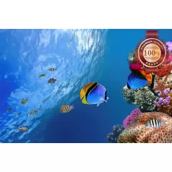 UNDERWATER CORAL REEF WITH FISH SCENE PHOTO WALL ART PRINT - PREMIUM POSTER