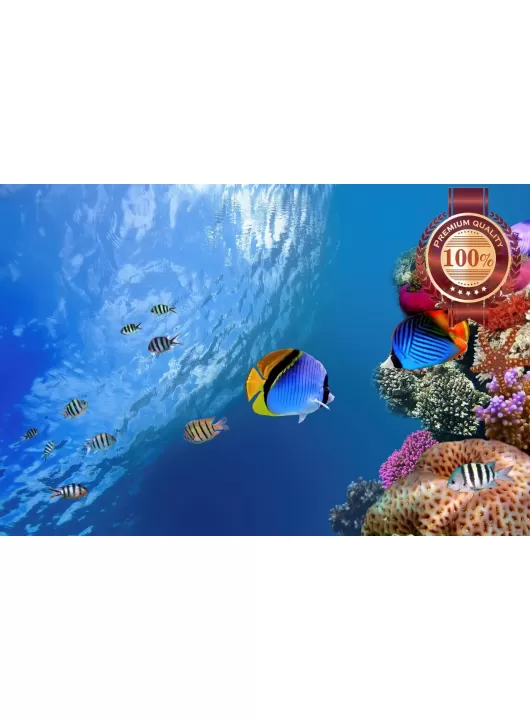 UNDERWATER CORAL REEF WITH FISH SCENE PHOTO WALL ART PRINT - PREMIUM POSTER UNDERWATER CORAL REEF WITH FISH SCENE PHOTO WALL ART PRINT - PREMIUM POSTER