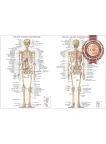 ANATOMICAL DIAGRAM CHART GUIDE SKELETON HUMAN ANATOMY PRINT PREMIUM POSTER ANATOMICAL DIAGRAM CHART GUIDE SKELETON HUMAN ANATOMY PRINT PREMIUM POSTER