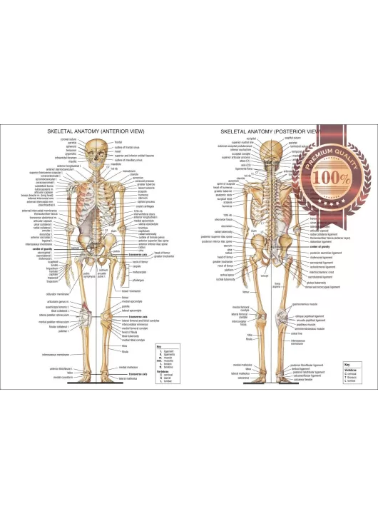ANATOMICAL DIAGRAM CHART GUIDE SKELETON HUMAN ANATOMY PRINT PREMIUM POSTER ANATOMICAL DIAGRAM CHART GUIDE SKELETON HUMAN ANATOMY PRINT PREMIUM POSTER
