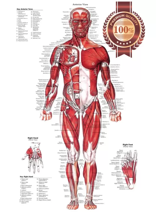 ANTERIOR MUSCULAR SYSTEM CHART ANATOMICAL DIAGRAM ART PRINT PREMIUM POSTER