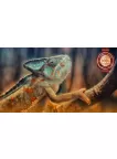 COLOURFUL CHAMELEON CLIMBING TREE CLOSE UP ANIMAL PRINT PREMIUM POSTER