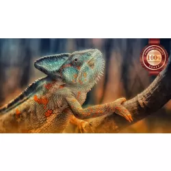 COLOURFUL CHAMELEON CLIMBING TREE CLOSE UP ANIMAL PRINT PREMIUM POSTER