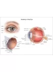 ANATOMICAL DIAGRAM HUMAN EYE ANATOMY OPTOMETRIST CHART PRINT PREMIUM POSTER