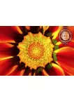 GERBERA RED CLOSE UP BACKGROUND FLOWER PETALS PAINTING PRINT PREMIUM POSTER
