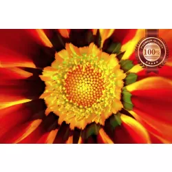 GERBERA RED CLOSE UP BACKGROUND FLOWER PETALS PAINTING PRINT PREMIUM POSTER