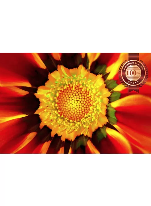 GERBERA RED CLOSE UP BACKGROUND FLOWER PETALS PAINTING PRINT PREMIUM POSTER