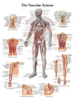 THE VASCULAR SYSTEM ANATOMICAL DIAGRAM CHART ANATOMY PRINT PREMIUM POSTER