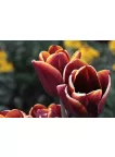 RED TULIPS CLOSE UP FLOWERS BACKGROUND FLOWER PETALS PRINT PREMIUM POSTER