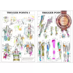 TRIGGER POINTS 1 2 ANATOMICAL DIAGRAM GUIDE CHART ANATOMY 1 PRINT PREMIUM POSTER