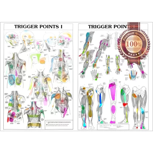 TRIGGER POINTS 1 2 ANATOMICAL DIAGRAM GUIDE CHART ANATOMY 1 PRINT ...