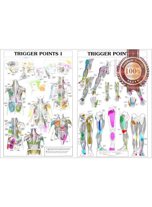 TRIGGER POINTS 1 2 ANATOMICAL DIAGRAM GUIDE CHART ANATOMY 1 PRINT PREMIUM POSTER