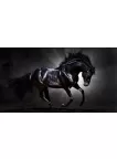 BLACK STALLION IN SPOT LIGHT GALLOPING HORSE ANIMAL PRINT PREMIUM POSTER BLACK STALLION IN SPOT LIGHT GALLOPING HORSE ANIMAL PRINT PREMIUM POSTER
