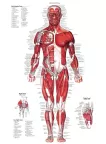 ANTERIOR MUSCULAR SYSTEM CHART ANATOMICAL DIAGRAM ART PRINT PREMIUM POSTER