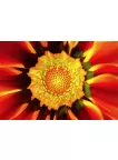 GERBERA RED CLOSE UP BACKGROUND FLOWER PETALS PAINTING PRINT PREMIUM POSTER