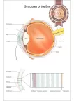 STRUCTURES OF THE EYE VISION DIAGRAM SYSTEM ANATOMY POINT CHART PREMIUM POSTER