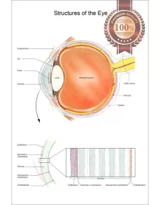 STRUCTURES OF THE EYE VISION DIAGRAM SYSTEM ANATOMY POINT CHART PREMIUM POSTER