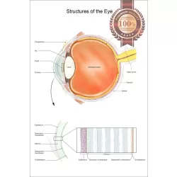 STRUCTURES OF THE EYE VISION DIAGRAM SYSTEM ANATOMY POINT CHART PREMIUM POSTER