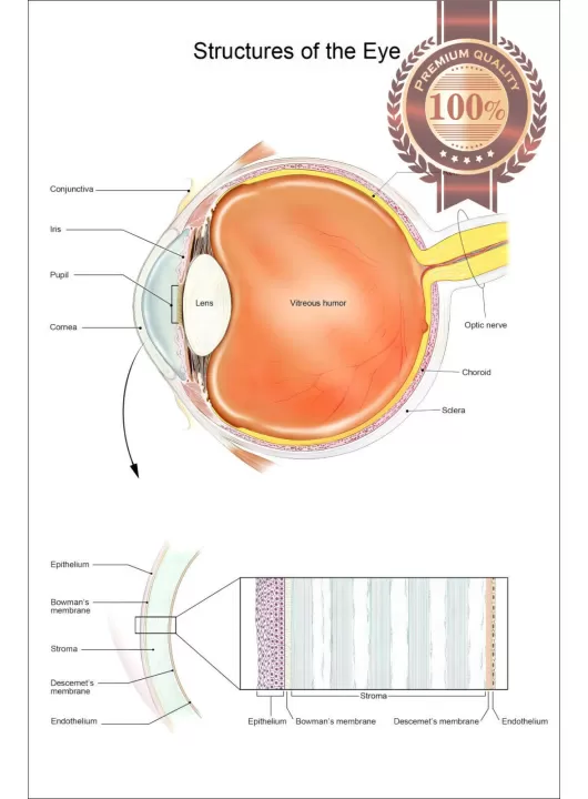 STRUCTURES OF THE EYE VISION DIAGRAM SYSTEM ANATOMY POINT CHART PREMIUM POSTER