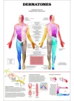 DERMATOMES DIAGRAM NERVOUS SYSTEM TRIGGER POINT ANATOMY CHART PREMIUM POSTER