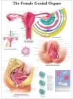 THE FEMALE GENITAL ORGANS DIAGRAM SYSTEM ANATOMY POINT CHART PREMIUM POSTER THE FEMALE GENITAL ORGANS DIAGRAM SYSTEM ANATOMY POINT CHART PREMIUM POSTER