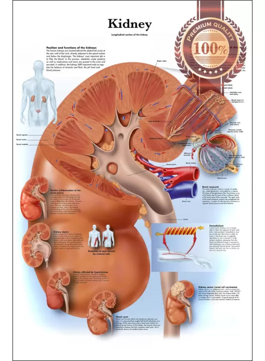 KIDNEY MEDICAL DIAGRAM CHART INFORMATIONAL ANATOMY INFO PRINT PREMIUM POSTER