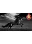 WILD BLACK STALLION HORSE SCENE BLACK & WHITE ANIMAL PRINT PREMIUM POSTER
