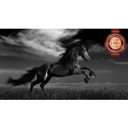 WILD BLACK STALLION HORSE SCENE BLACK &amp; WHITE ANIMAL PRINT PREMIUM POSTER