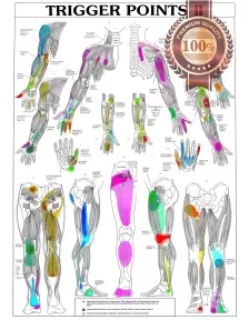 TRIGGER POINTS PART 2 ANATOMICAL DIAGRAM CHART ANATOMY PRINT PREMIUM POSTER