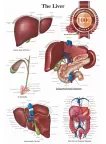 THE LIVER MEDICAL DIAGRAM CHART INFORMATIONAL ANATOMY PRINT - PREMIUM POSTER