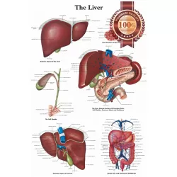 THE LIVER MEDICAL DIAGRAM CHART INFORMATIONAL ANATOMY PRINT - PREMIUM POSTER