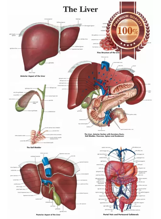 THE LIVER MEDICAL DIAGRAM CHART INFORMATIONAL ANATOMY PRINT - PREMIUM POSTER