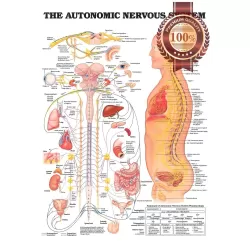 THE AUTONOMIC NERVOUS SYSTEM ANATOMICAL DIAGRAM CHART PRINT - PREMIUM POSTER