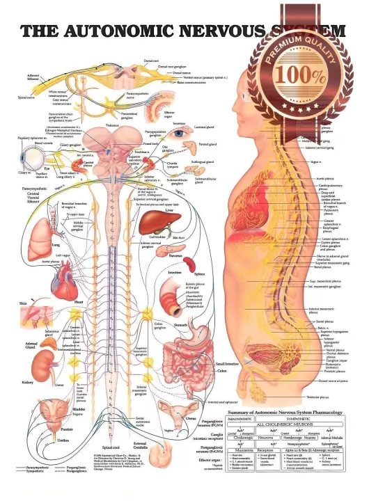 THE AUTONOMIC NERVOUS SYSTEM ANATOMICAL DIAGRAM CHART PRINT - PREMIUM POSTER