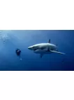 GREAT WHITE SHARK WITH DIVER SWIMMING BLUE OCEAN ANIMAL PRINT PREMIUM POSTER GREAT WHITE SHARK WITH DIVER SWIMMING BLUE OCEAN ANIMAL PRINT PREMIUM POSTER