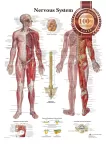 THE NERVOUS SYSTEM ANATOMICAL BODY DIAGRAM GUIDE CHART PRINT PREMIUM POSTER