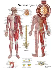 THE NERVOUS SYSTEM ANATOMICAL BODY DIAGRAM GUIDE CHART PRINT PREMIUM POSTER