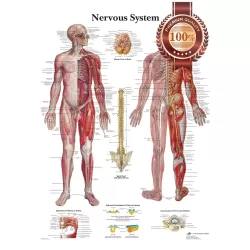 THE NERVOUS SYSTEM ANATOMICAL BODY DIAGRAM GUIDE CHART PRINT PREMIUM POSTER