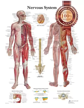 THE NERVOUS SYSTEM ANATOMICAL BODY DIAGRAM GUIDE CHART PRINT PREMIUM POSTER