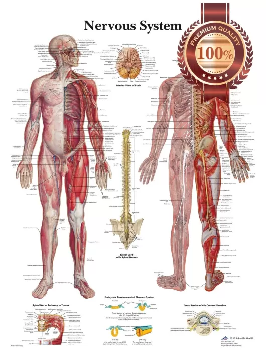 THE NERVOUS SYSTEM ANATOMICAL BODY DIAGRAM GUIDE CHART PRINT PREMIUM POSTER