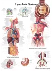 THE LYMPHATIC SYSTEM LYMPH ANATOMICAL DIAGRAM ANATOMY CHART PREMIUM POSTER