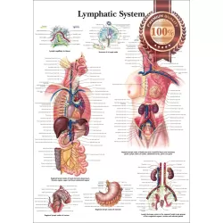 THE LYMPHATIC SYSTEM LYMPH ANATOMICAL DIAGRAM ANATOMY CHART PREMIUM POSTER